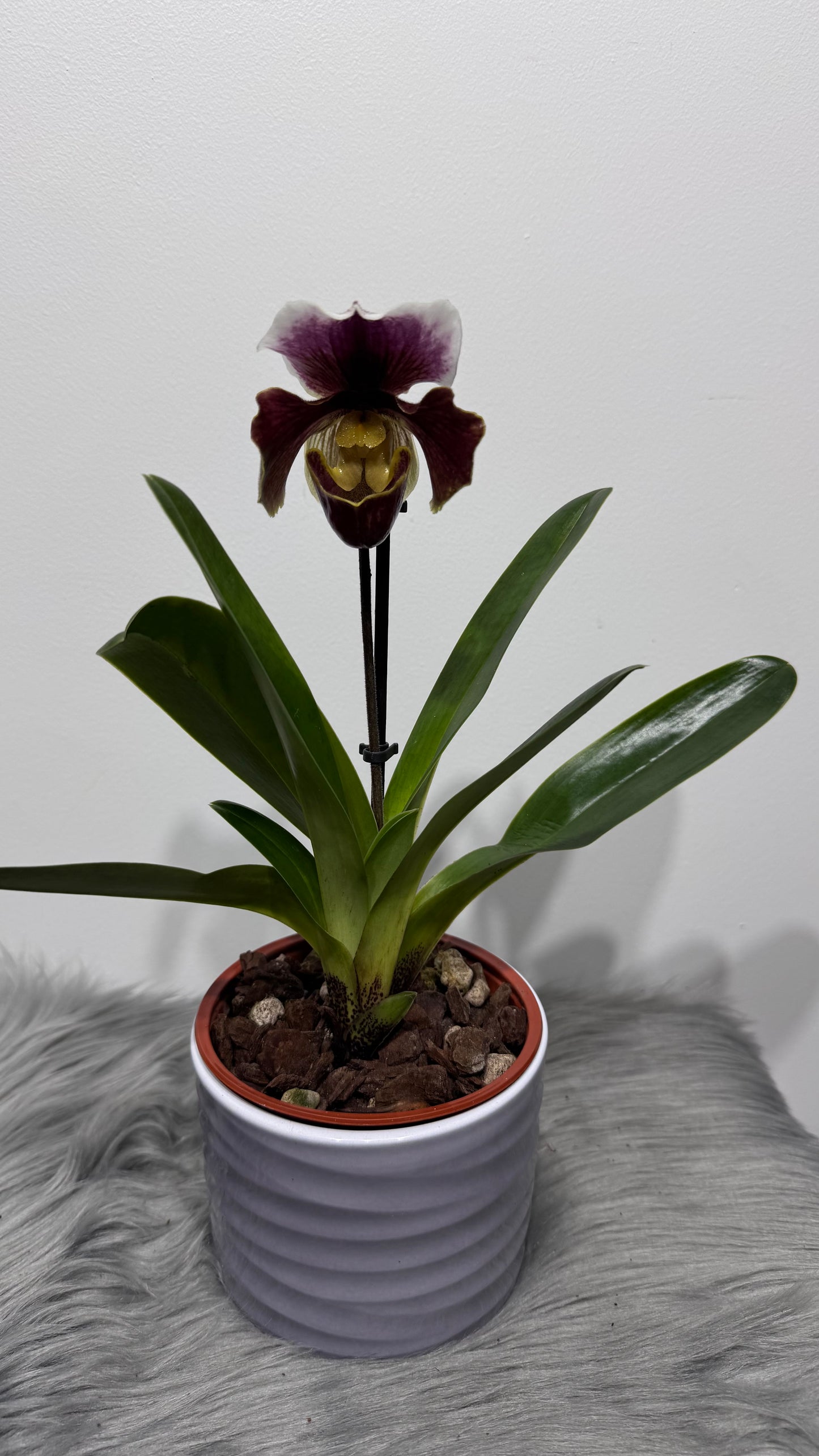 Orhideja Paphiopedilum Amerika 5