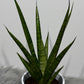 Sansevieria 2
