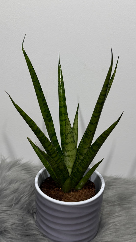 Sansevieria 2