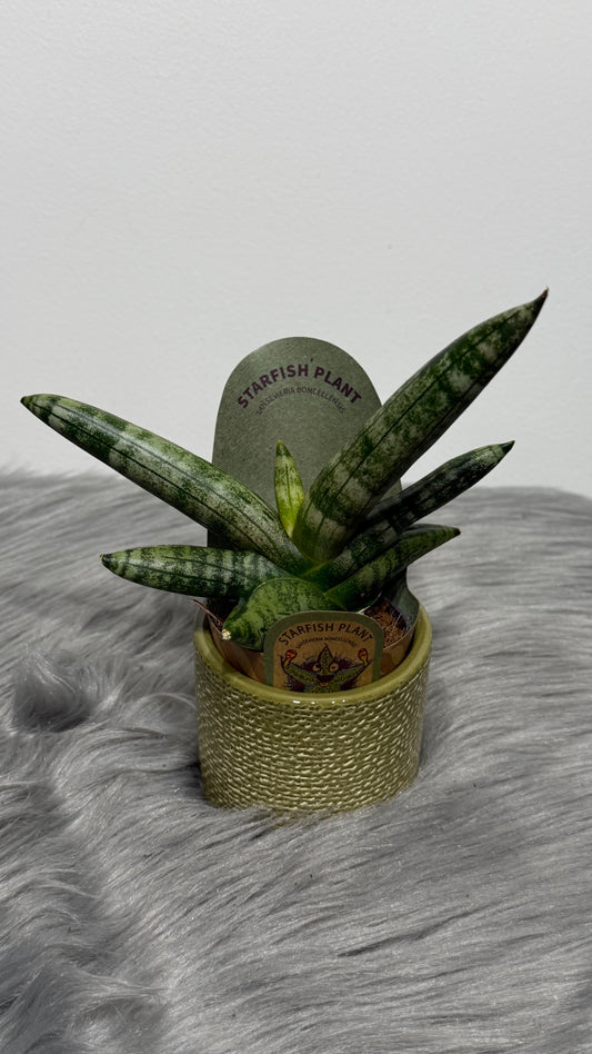 Sansevieria Cylindrica Boncel