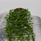 Aeschynanthus Japhrolepis/ Lipstick plant