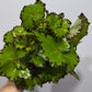 Begonia Rex 5