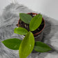 Hoya sp Ternate