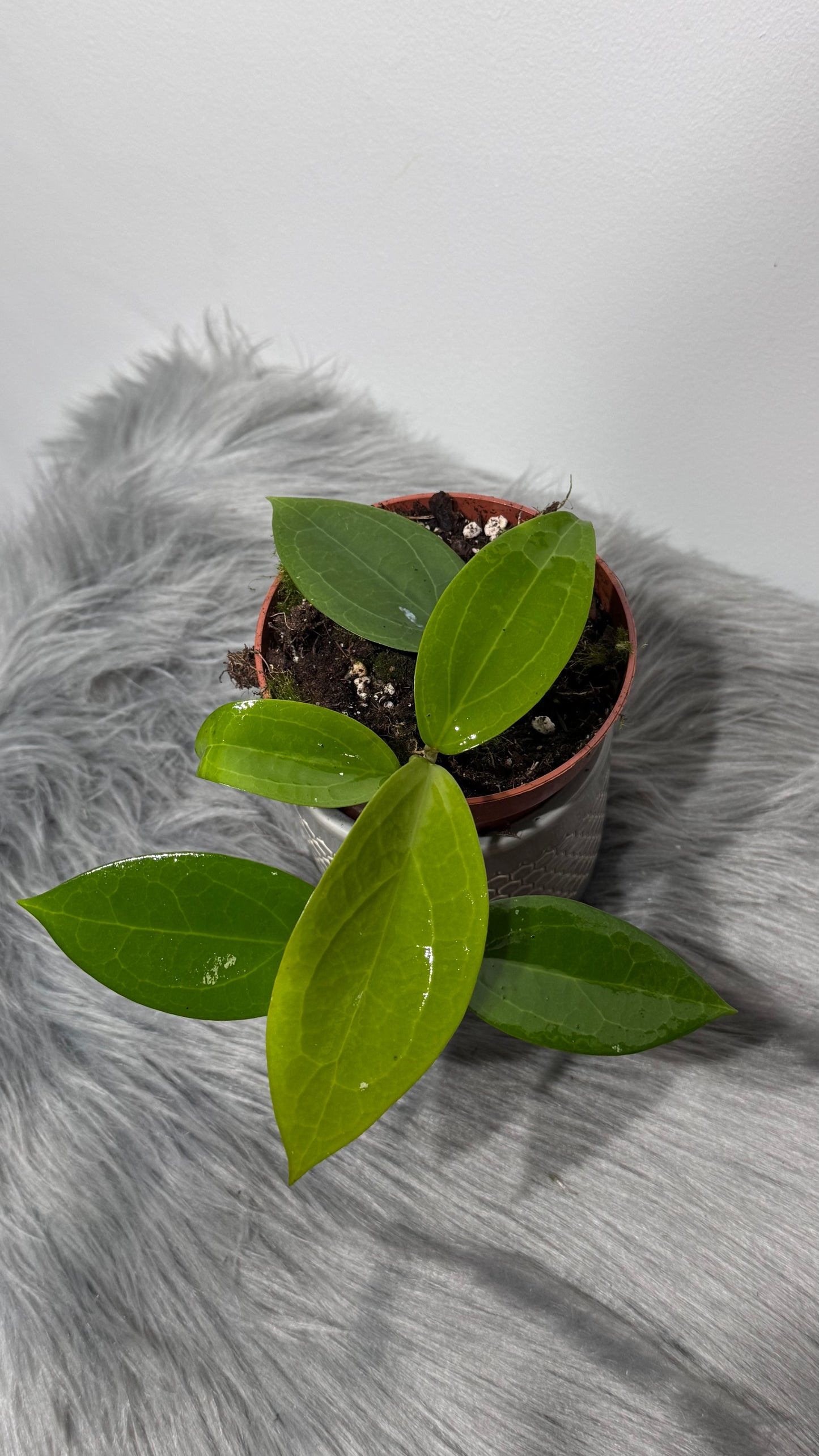 Hoya sp Ternate
