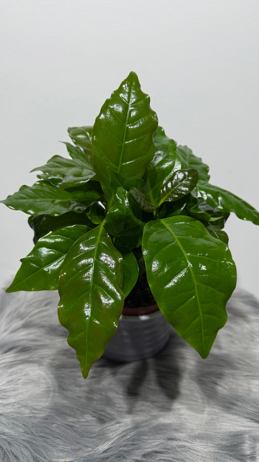 Coffea Arabica