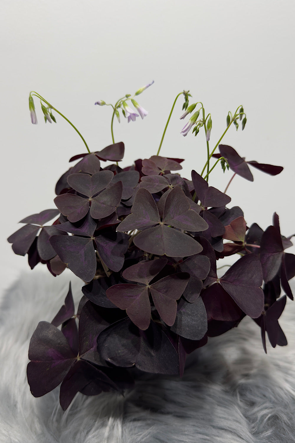 Oxalis
