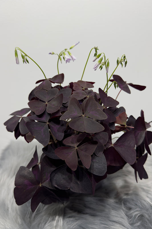 Oxalis