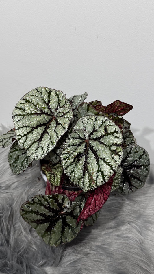 Begonia Rex 2