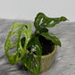 Monstera Adansonii mint