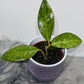 Hoya verticillata Wayang Splash