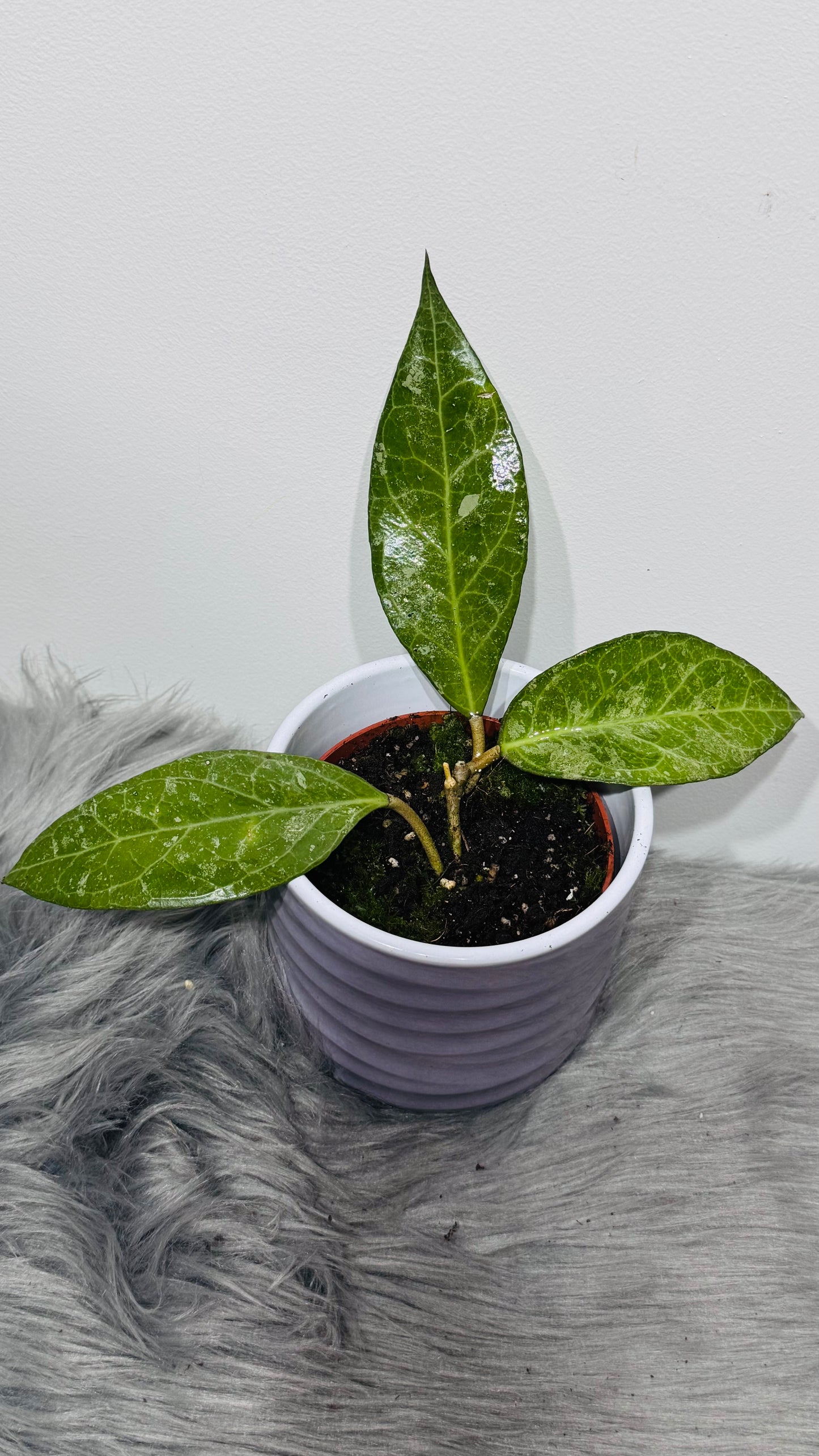 Hoya verticillata Wayang Splash