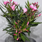 Oleander