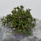 Rhipsalis 3