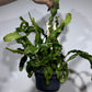 Epiphyllum guatemalense var monstrose