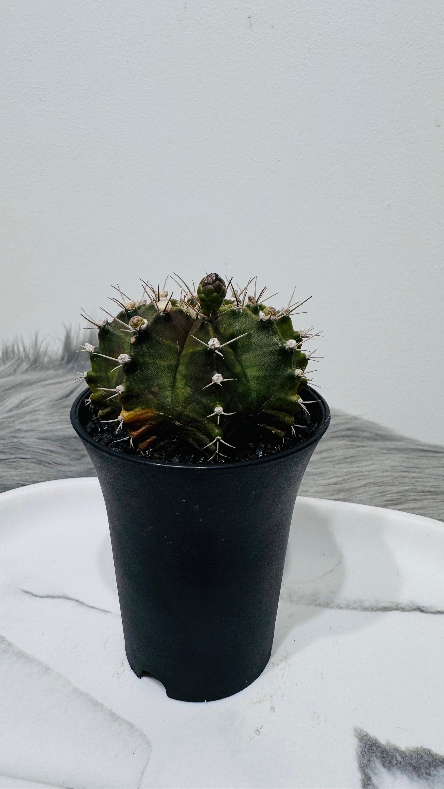 Gymnocalycium mihanovichii variegata