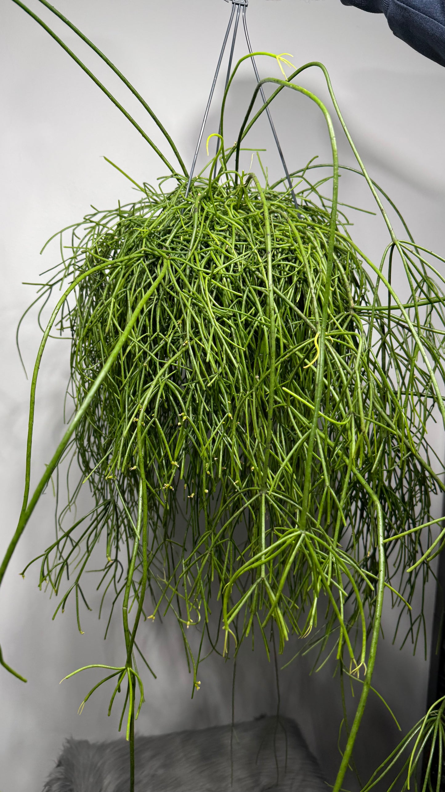 Rhipsalis Baccifera Oasis