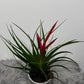 Tillandsia Mizuki