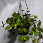 Peperomia 'Hope'