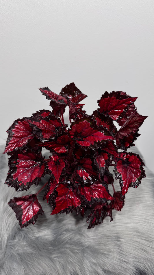 Begonia Beleaf 5
