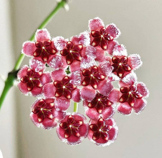Hoya wayetii