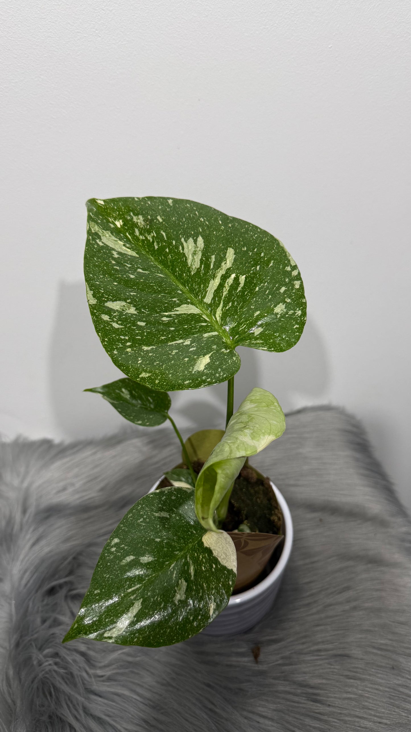 Monstera Thai Constellation