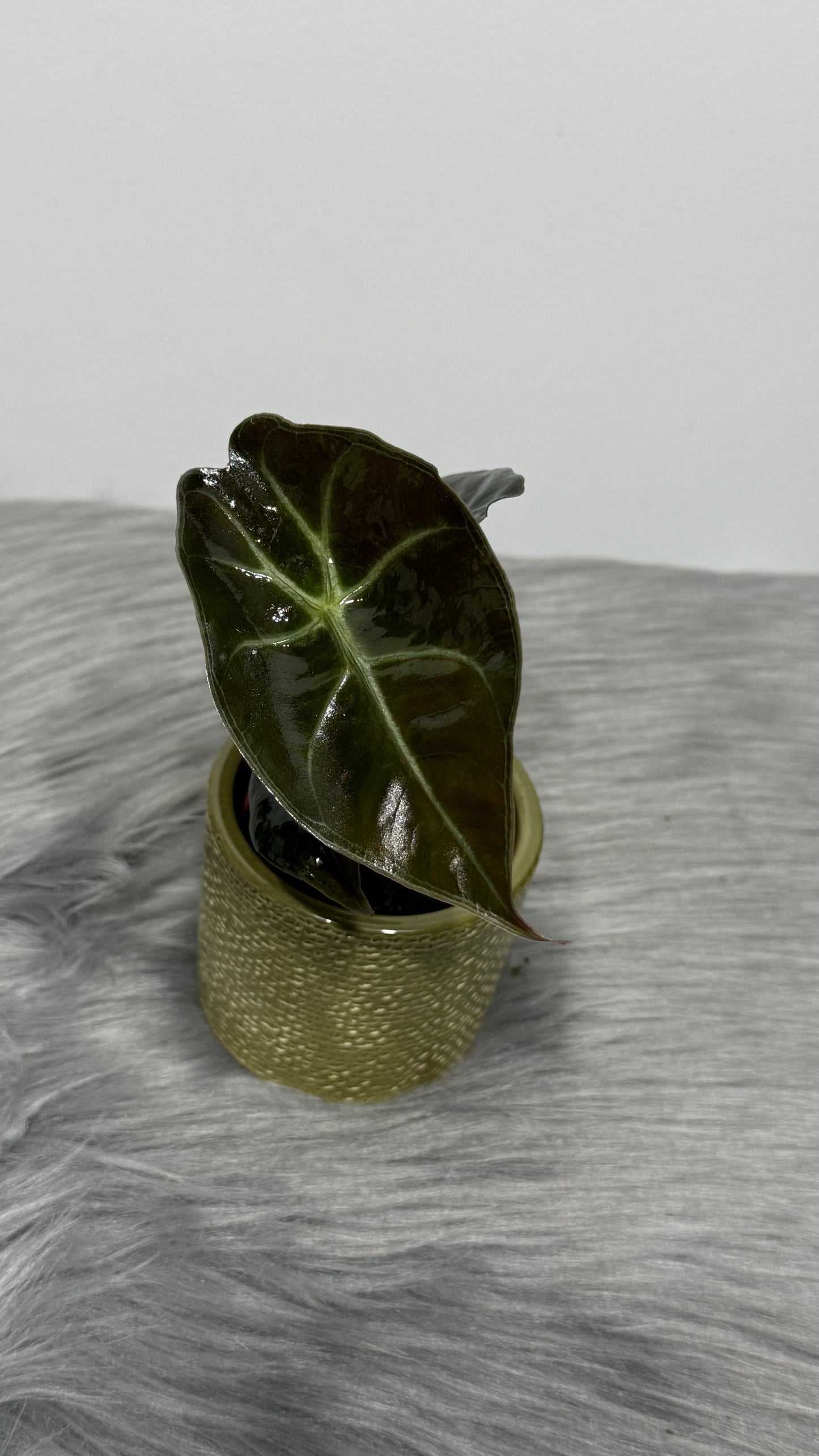 Alocasia Suhirmaniana Red Petiola