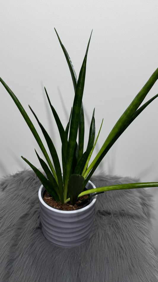Sansevieria 10