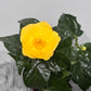 Hibiscus yellow