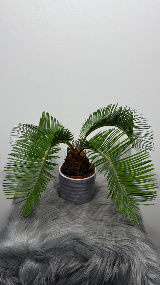 Cycas Revoluta