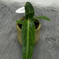 Anthurium Warocqueanum