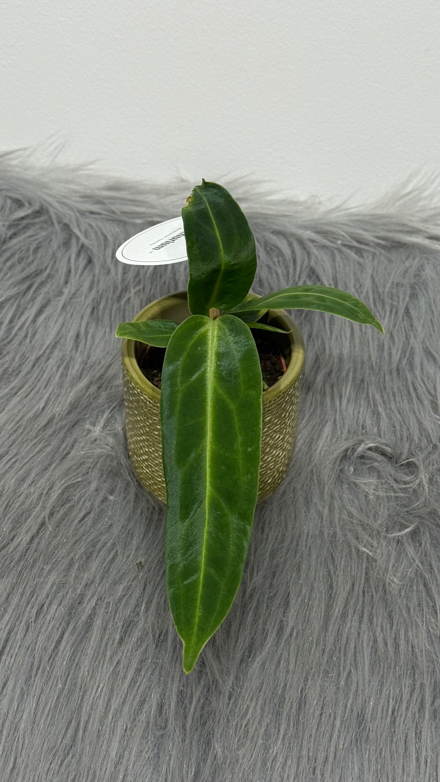 Anthurium Warocqueanum