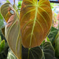 Philodendron melanochrysum