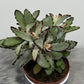 Kalanchoe Tomentosa 2