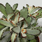 Kalanchoe Tomentosa 2