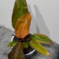 Philodendron Prince of orange