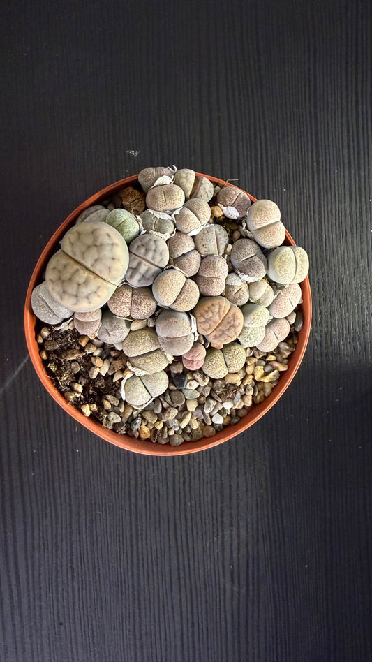 Lithops 3