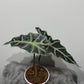 Alocasia Polly
