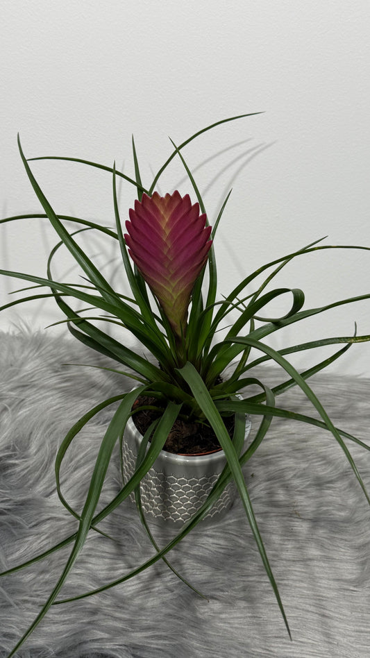 Tillandsia Anita