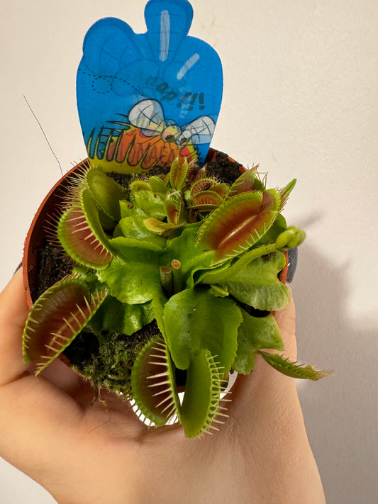 Mušķērājs Dionaea Muscipula