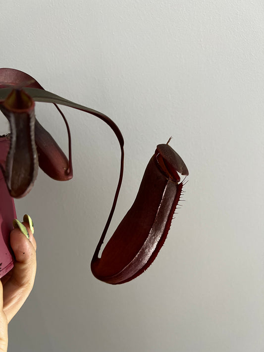 Mušķērājs Nepenthes Rebecca Soper - www.augi-plants.lv