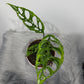 Monstera Obliqua Peru - www.augi-plants.lv