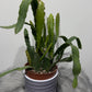 Epiphyllum Red Tip
