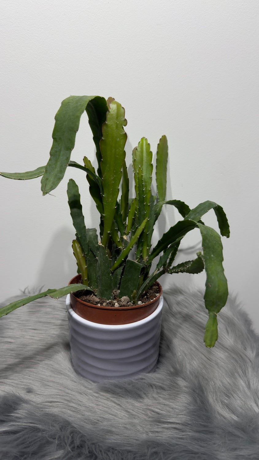 Epiphyllum Red Tip