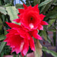 Epiphyllum Red Tip