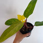 Līmes vairogi trūdodiņiem un tripšiem - www.augi-plants.lv