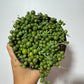 Senecio Rowleyanus - www.augi-plants.lv