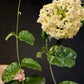 Hoya Villosa
