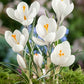 Crocus 2