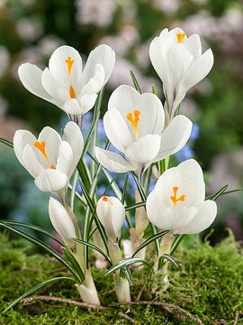Crocus 2