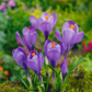 Crocus